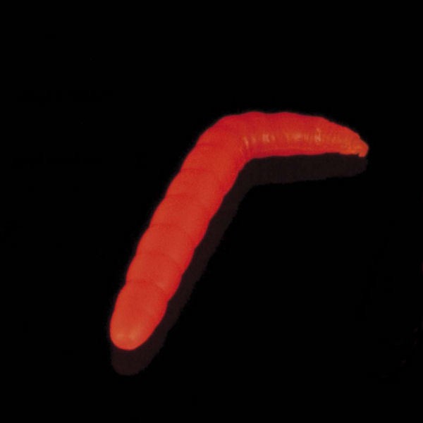 Sänger Iron Trout Baco - Leucht-Orange